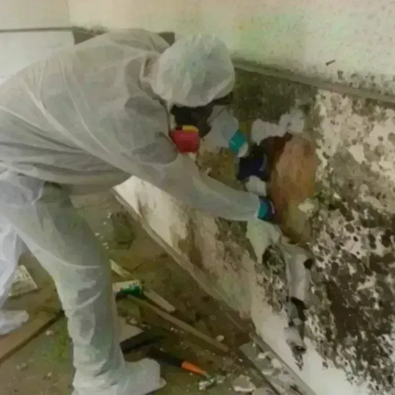 Mold Remediation and Removal in Macon County, IL